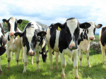 It takes up to two weeks for most heifers to establish a quiet response to milking.