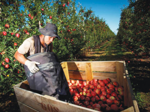 The apple industry is facing a labour shortage this harvest season.