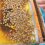 Bees in good shape
