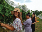 Picking grapes at Villa Maria&#039;s Ihumatao Vineyard.