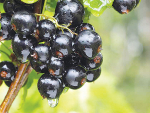 Blackcurrants recovery benefits