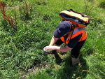 Waikato Regional Council officer taking sample of effluent flow path.