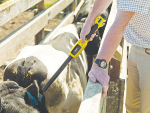 MPI is reminding farmers that stock transport companies are checking NAIT tags on cattle and deer.