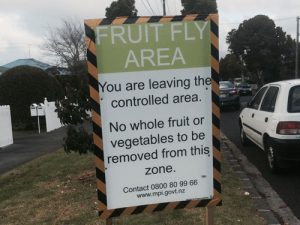 Another fruit fly discovery in Auckland