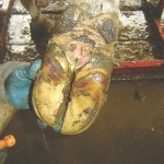 Hoof disease spreads to outdoor herds