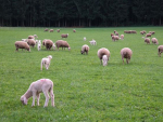 Strains of the helicobacter bacteria, which live in the stomach, are now believed a possible cause of abortion in ewes.