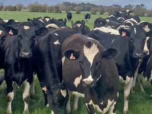 Fonterra recently announced its opening milk price forecast for the 2025 season – a range of $7.25 to $8.75/kgMS.