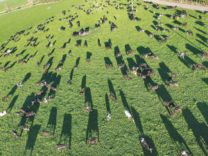 A drone photo shows how easy it is to capture images of pasture usage. 