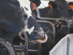 Right supplements help smooth calving