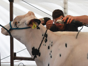 Cattle fitter Brett Barclay is all concentration as he prepares an animal for the dairy ring on the first day of the 2018 New Zealand Agricultural Show in Christchurch. Barclay, his partner Paige McLaggan and his father Tim Barclay were at the show to assist Tim’s cousin Dean Geddes -- one of just three dairy exhibitors at this year’s show. 