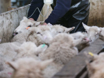 Should You Drench Your Ewes at Tail Docking?