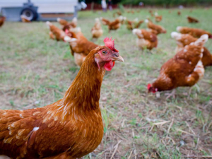 Chicken disease controllable — industry