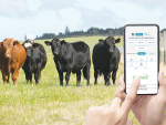 The response to nProve Beef genetics has exceeded expectations, says Dan Brier, B+LNZ.