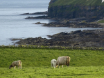 Is seaweed an answer to healthier cows?