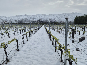 Waitaki Valley vines were unscathed by snow in late November 2025