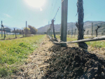 BRIght Ideas: Leveraging Value from Winery Lees