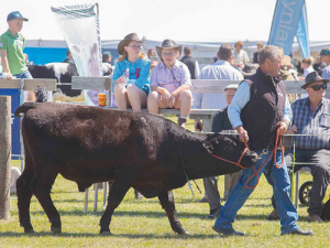 Visitors will see cattle but no calves at this year’s show.