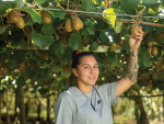 Young Māori growers are the cream of the crop