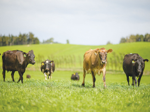 Leptospirosis is a bacterial infection of humans and animals.