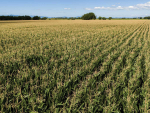 Maize is a high-yielding crop with a substantial nitrogen requirement.