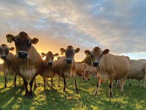 The field day will showcase how Jersey cows provide the perfect balance between efficiency, sustainability, and adaptability.