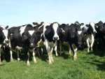 The NZ Dairy Statistics reveal a productive season.