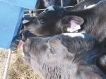 Calves should be fed colostrum, at least for the first four days of life.