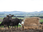 What happens in the dry period affects cow condition, calving-recovery, milk peak and fertility.