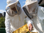 Supermarkets putting the squeeze on beekeepers