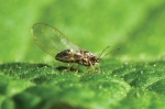 The application seeks approval to release the psyllid parasitoid Tamarixia triozae (the wasp) to kill the tomato potato psyllid (pictured). Image: Plant & Food Research.