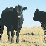 Dairy, beef tipped to rise 