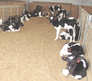 Calf rearer fingers farmers after grim winter of deaths