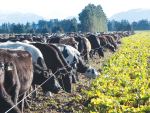 Catch crops can be used to mop up excess nutrients following winter grazing.