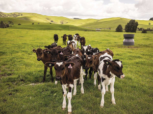 BVD is a complex disease, and no single action can effectively manage all risks.
