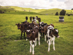 BVD Control: Why One Measure Isn't Enough for NZ Herds