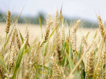 International wheat prices declined 2.5%.
