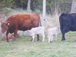 The gold standard for beef calves