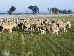 Gender imbalance in the lamb crop may be up to the ewes’ diet. photo: CSIRO
