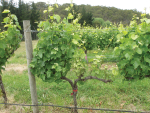 Cordon pruned vines shows symptons earlier than cane pruned.