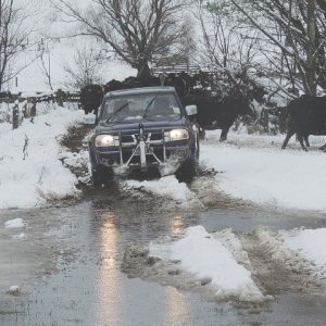 Farmers battle snow storm to feed stock