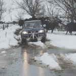 Farmers battle snow storm to feed stock