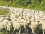 Regular monitoring of worm levels in lambs is essential