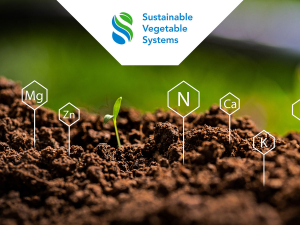 Sustainable Vegetable Systems Project Named Finalist at PINZ Awards for Innovation