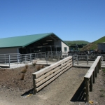 Milking Shed 