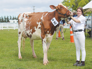 Kimberley Simmons with Belbrook US Seisme-RED-ET VG86, who took out South Island Intermediate Champion Holstein at the Ellesmere Show.