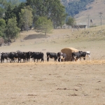 Grazing maize and straw has kept these dryland heifers humming in drought-stricken Canterbury.