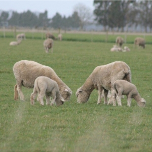 Lamb crop down 4.7%
