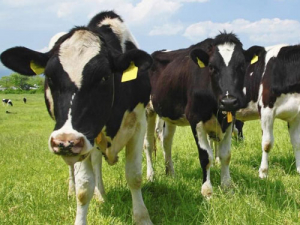 Have your say on dairy herd improvement