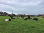 Owl Farm marks 10 years as NZ’s first demonstration dairy farm