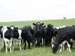 Scientists identify genes behind Holstein Friesian’s iconic black and white coat
